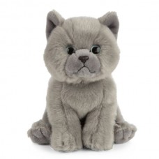 British Grey Shorthair Plush Kitten